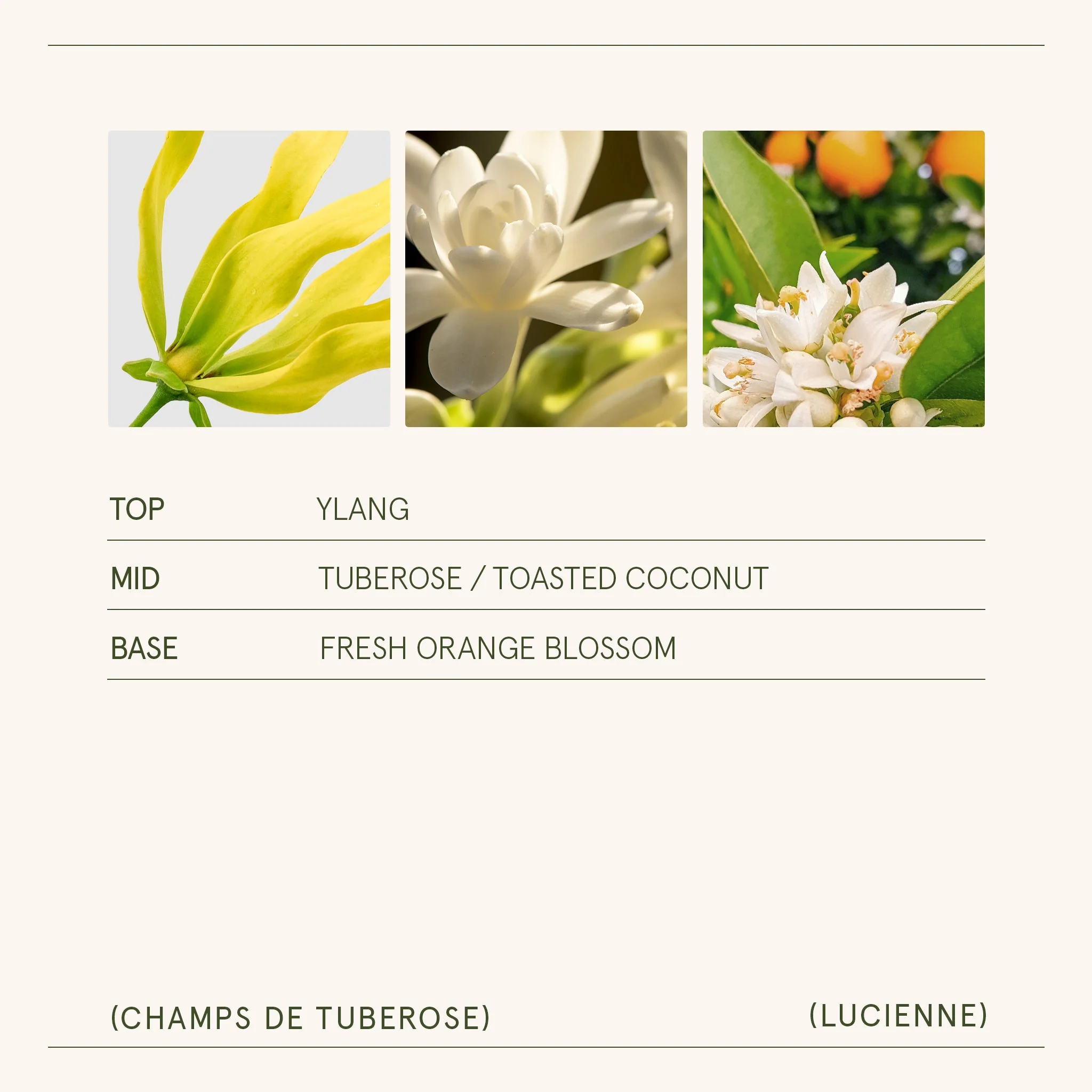Champs de Tuberose Candle | Lucienne - Image 15